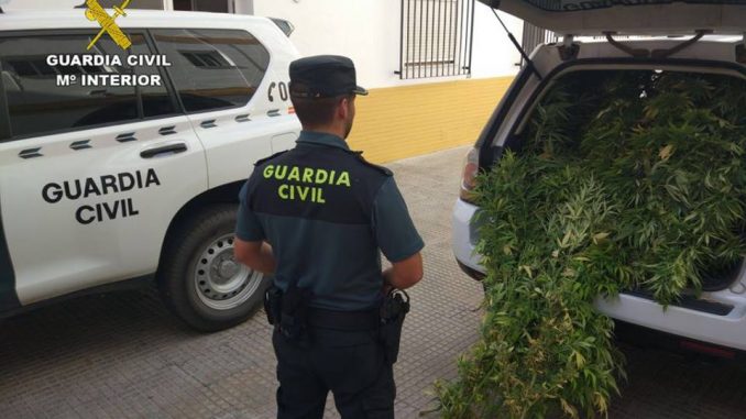 Trece detenidos y 3.500 plantas de marihuana intervenidas en una operación en Huelva