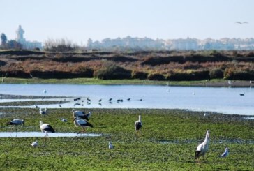 Huelva cuenta en 2022 con la mayor superficie de espacios naturales protegidos