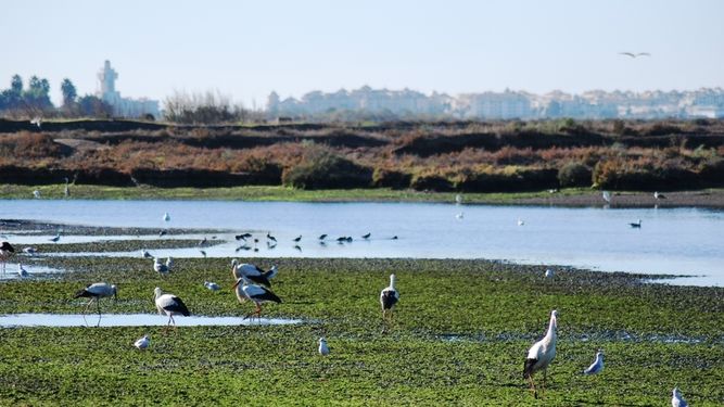Huelva cuenta en 2022 con la mayor superficie de espacios naturales protegidos