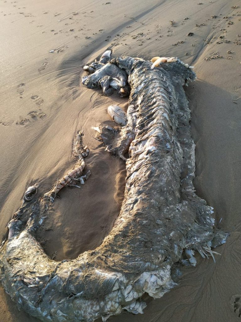 Una especie de tiburón de grandes dimensiones recala en una playa de Isla Cristina