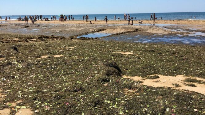 El alga asiática genera un millón de euros de pérdidas en Isla Cristina