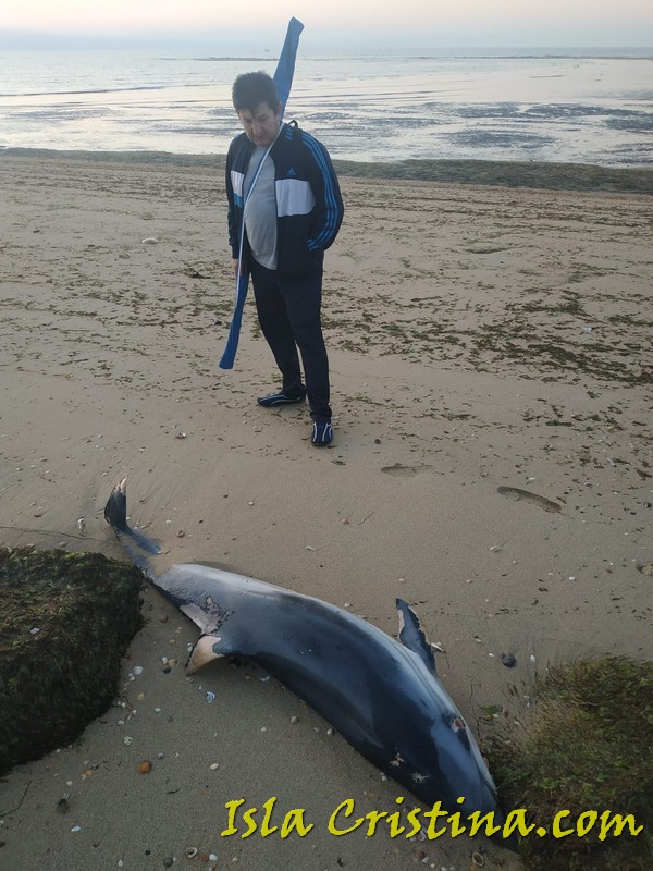 Aparece un delfín muerto en la playa La Gaviota de Isla Cristina