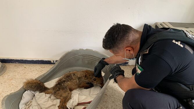 La Policía Local de Isla Cristina rescata a un zorro malherido