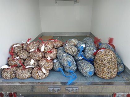 Inspección interviene 280 kilos de coquinas con toxinas en Isla Cristina