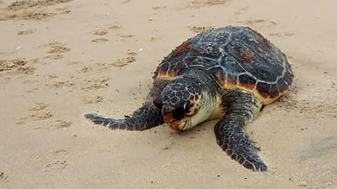 Hallan el cadáver de una gran tortuga en la playa de Isla Cristina