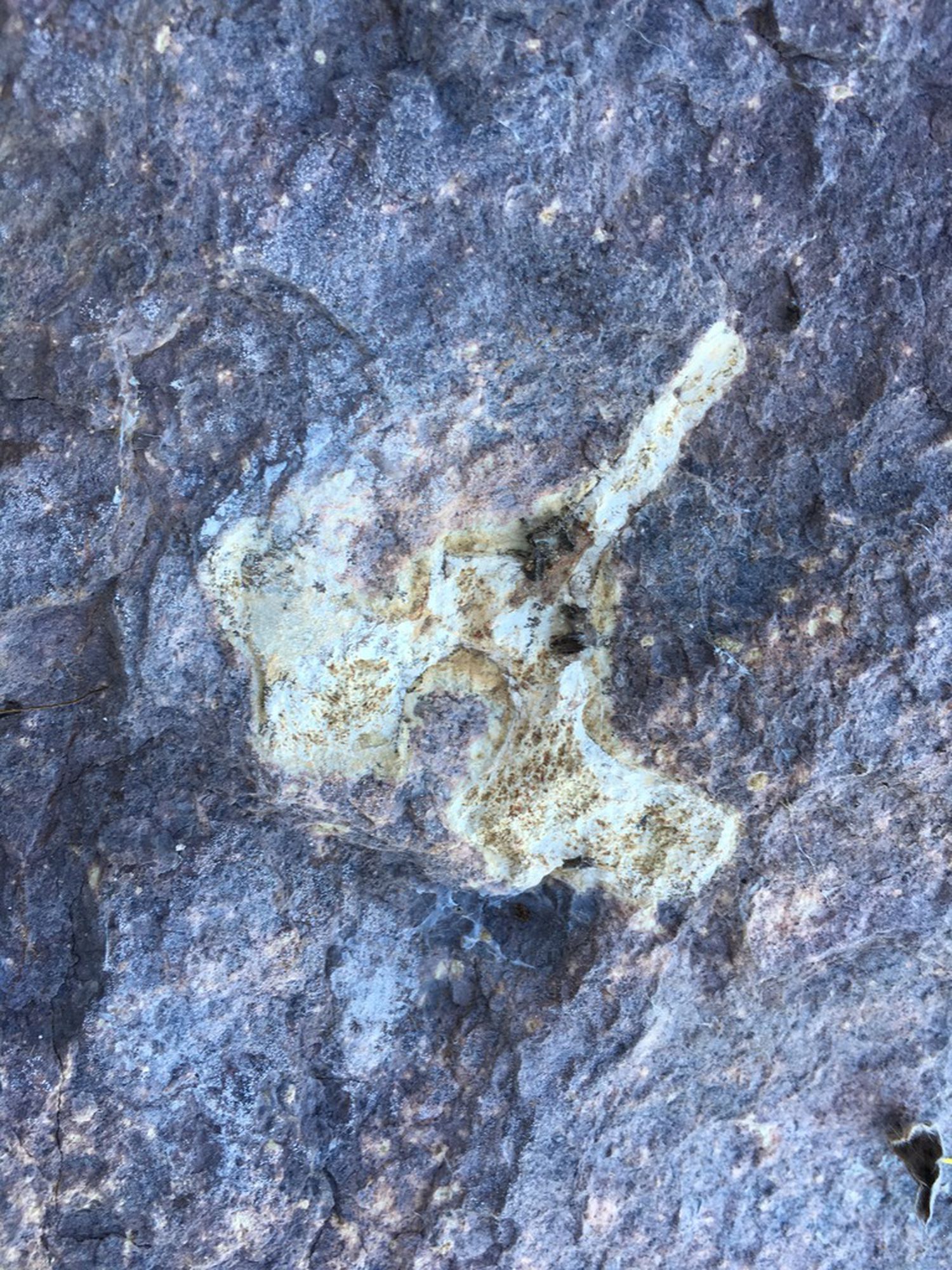 Vértebra fosilizada hallada en Ayamonte.