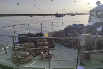 Inspección Pesquera decomisó en Huelva casi 48 toneladas de productos ilegales durante 2020