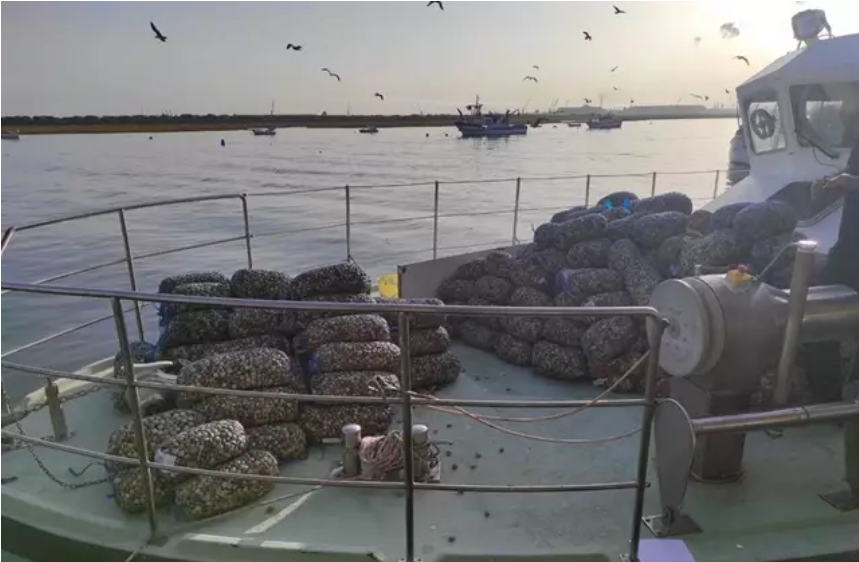 Inspección Pesquera decomisó en Huelva casi 48 toneladas de productos ilegales durante 2020