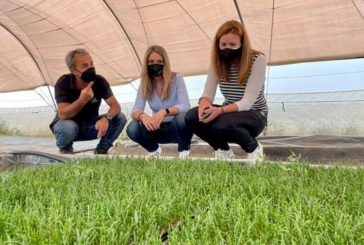 Apoyo del Gobierno andaluz a la innovación del cultivo de salicornias