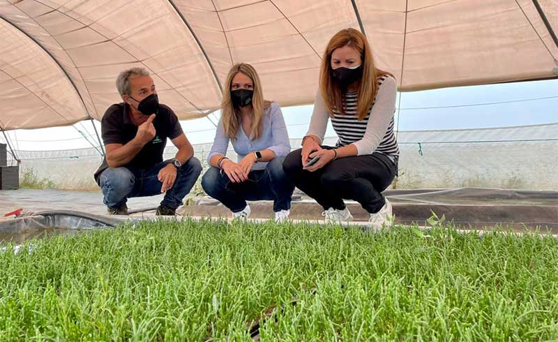 Apoyo del Gobierno andaluz a la innovación del cultivo de salicornias