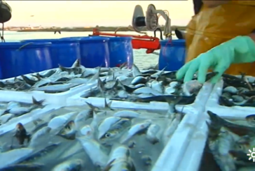 Balance positivo de la campaña de la sardina en Isla Cristina