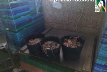 Intervienen en Ayamonte un cargamento de 70 kilos de pulpo ilegal