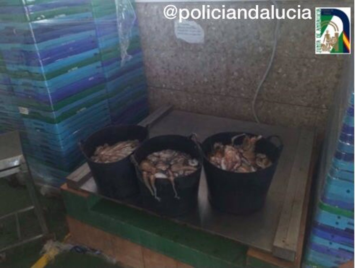 Intervienen en Ayamonte un cargamento de 70 kilos de pulpo ilegal