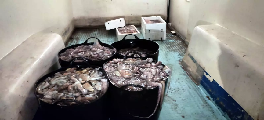 Los pescadores del pulpo de Isla Cristina, contarán por primera vez con ayudas para compensar los paros biológicos