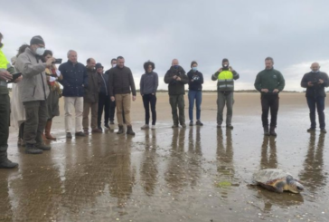 Liberan tres tortugas marinas rescatadas por pescadores de Isla Cristina y Punta Umbría