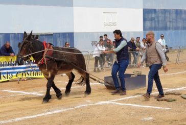 Isla Cristina acoge el I Campeonato de tiro a la piedra con mulo