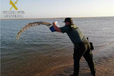 Intervenidos en Huelva 125 kilos de coquinas en una operación por marisqueo ilegal