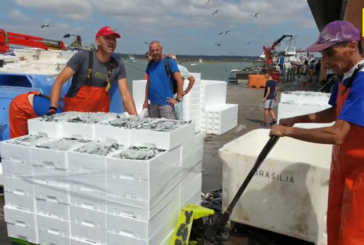 Descarga sardinas y boquerones lonja de Isla Cristina