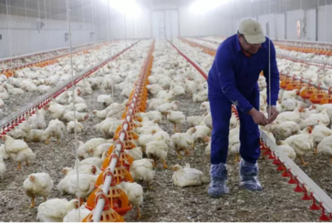 Confirmado un foco de gripe aviar en una explotación de pollos de engorde de Aracena