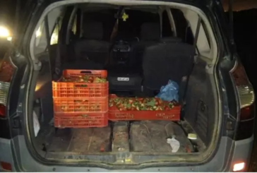 Productores de frutos rojos de Huelva piden que se adelante la vigilancia en la campaña para evitar robos