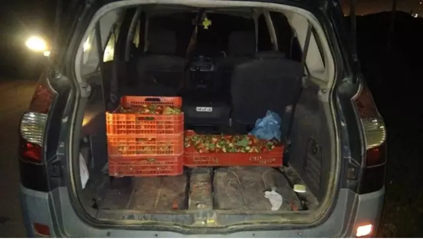 Productores de frutos rojos de Huelva piden que se adelante la vigilancia en la campaña para evitar robos