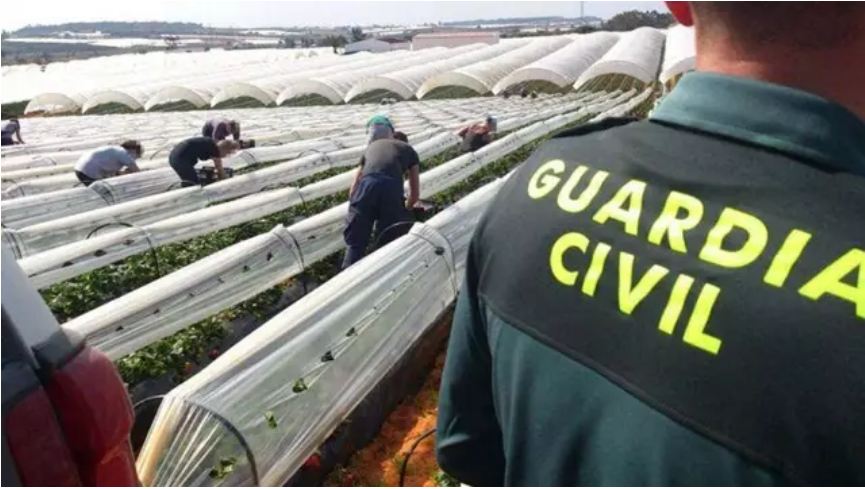La Guardia Civil reforzará con 48 agentes el dispositivo especial de seguridad para la campaña agrícola en Huelva