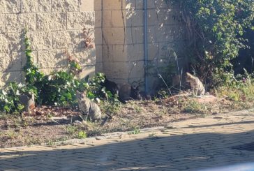 Comunicado del Ayuntamiento de Isla Cristina sobre las Colonias Felinas