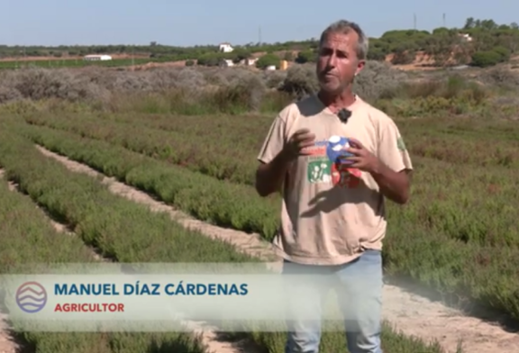 Se investiga para tratar el ictus el espárrago de Mar que crece en Isla Cristina
