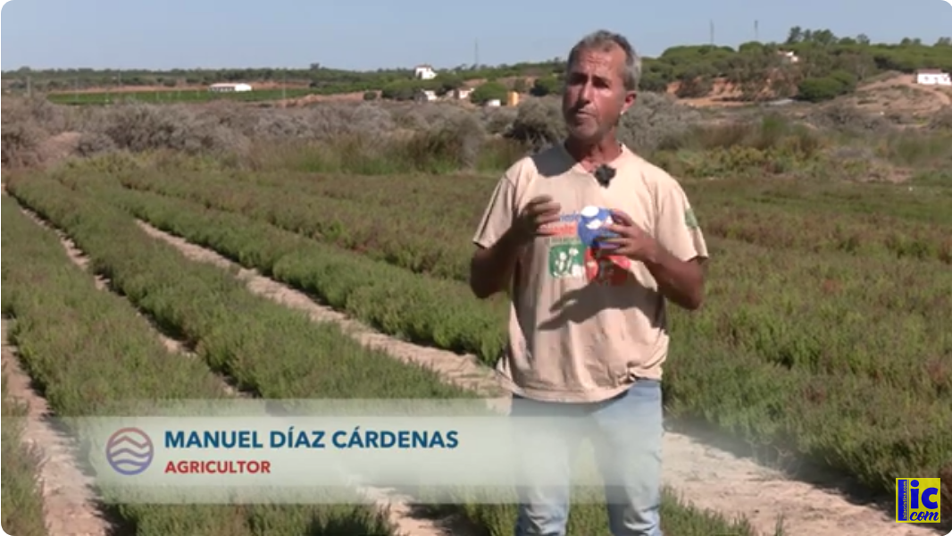 Se investiga para tratar el ictus el espárrago de Mar que crece en Isla Cristina